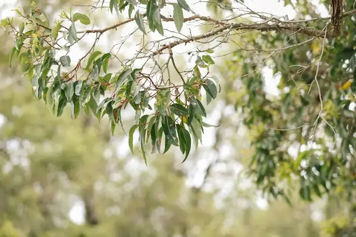 Perth’s top 5 suburbs to build your new homeImage